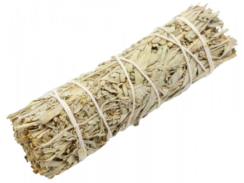 Sauge Bleue Californie 11cm Pas Cher - Paiement Sécurisé