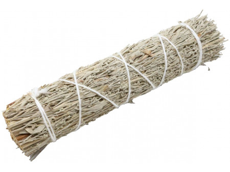 Sauge Bleue Californie 15cm Pas Cher - Paiement Sécurisé