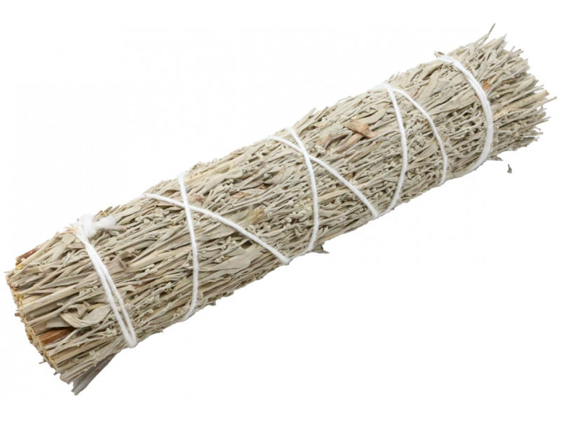 Sauge Bleue Californie 15cm Pas Cher - Paiement Sécurisé