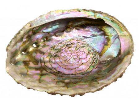 Coquille d'Ormeau Rose pas cher / Livraison Rapide