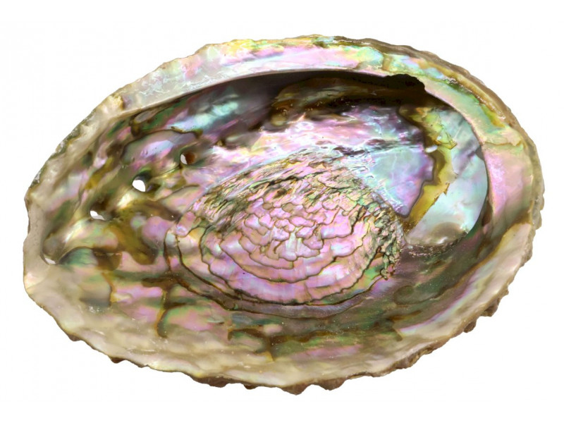 Coquille d'Ormeau Rose pas cher / Livraison Rapide