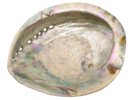 Coquille d'Ormeau Naturelle XL pas cher / Livraison Rapide