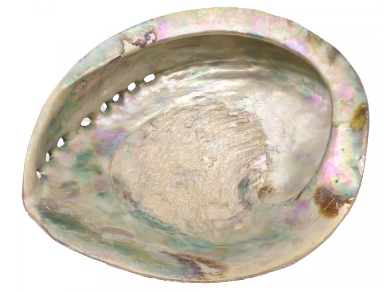 Coquille d'Ormeau Naturelle XL pas cher / Livraison Rapide