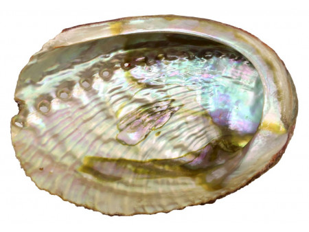 Coquille d'Ormeau Naturelle Verte Haliotis pas cher / Livraison Rapide